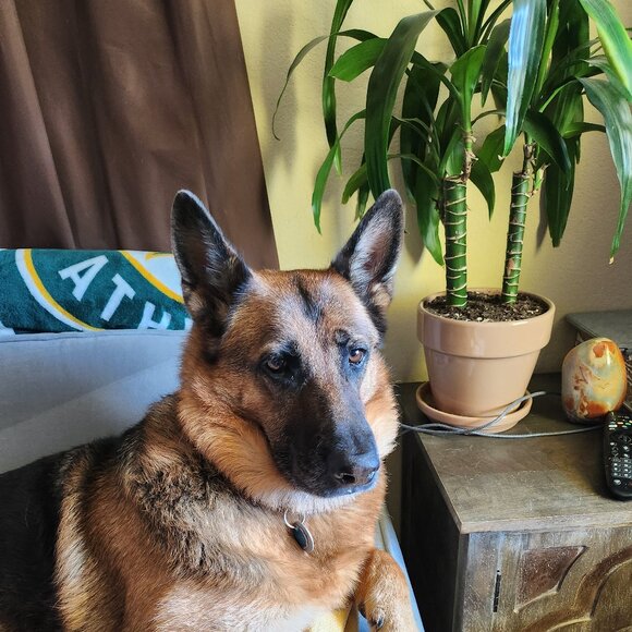 Meet your Posher, L - Picture 1 of 1